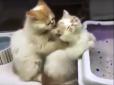 Котячі ніжності: котик-масажист (відео)